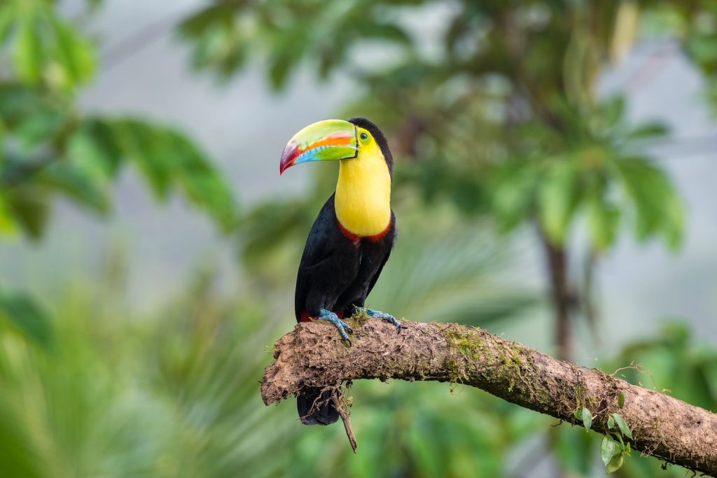 Oiseau toucan dans la jungle au Costa Rica