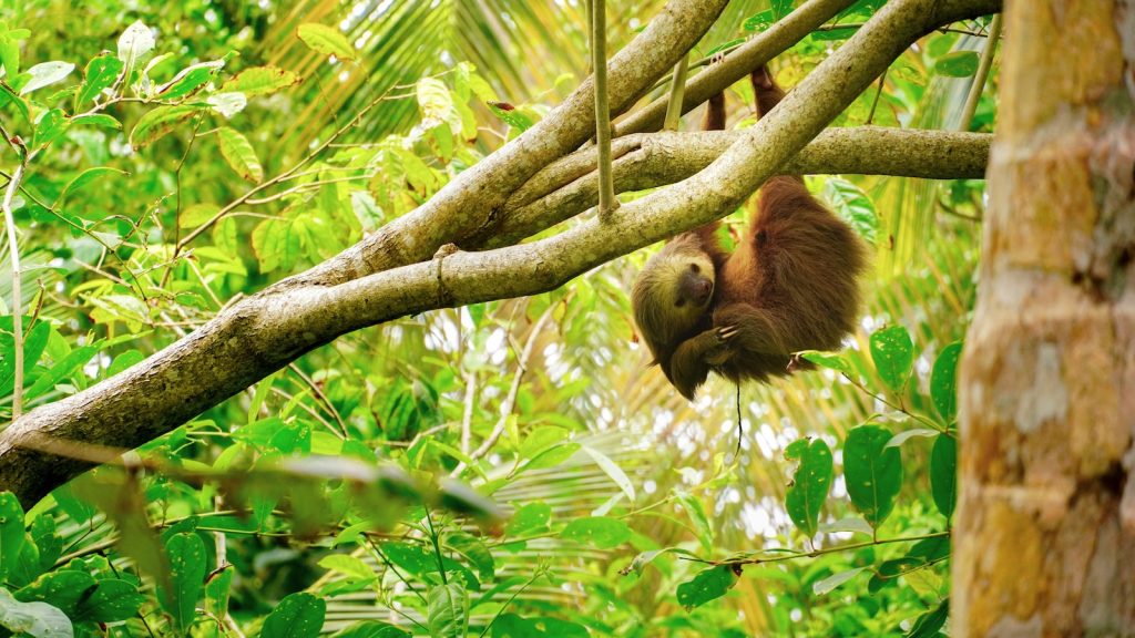 Un paresseux au Costa rica dans la jungle